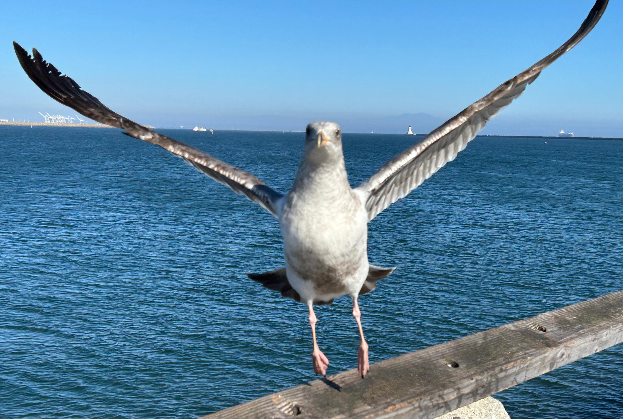 Arise! Caught in the moment of flight, the guardian of the ocean opens its wings — a symbol of freedom, presence, and divine timing. Neo Gaia stands just like this: grounded yet ready to soar.